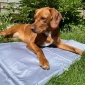 Large ThermoCool Multi-Purpose Dog Mat