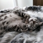 Small Luxury Indoor/Outdoor Cat Bed (Wild Animal)