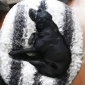 Large Luxury Indoor/Outdoor Dog Bed - Wild Animal (Outlet)
