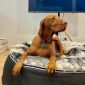 Large Rebound Foam Mattress Dog Bed (Wild Animal)