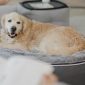 Medium Rebound Foam Mattress Dog Bed (Original)
