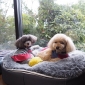 black cushion dog beds made of bean bags by Ambient Lounge