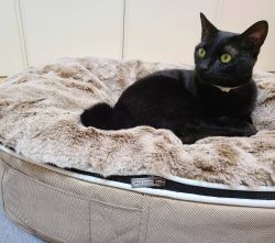 cappuccino cushion dog beds made of bean bags by Ambient Lounge