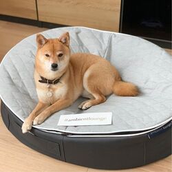 black cushion dog beds made of bean bags by Ambient Lounge